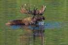 Bull moose foraging in small pond Art Print